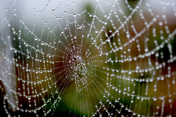 The dew on the web.