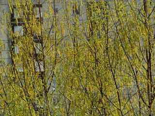 Birch tree bloom yellow fluffy earrings in early spring