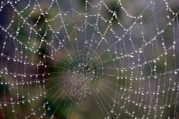 The dew on the web.