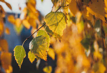 Close up a brunch of the birch tree in the sunlight