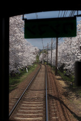 Fototapeta na wymiar Cherry blossom tunnel, Keifuku line, Arashiyama, Kyoto from inside the train in sunny day in Kyoto