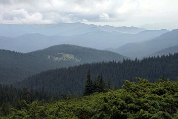 fog curve hills of  Carpathian mountains