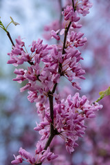 blooming branch in spring  against the sky