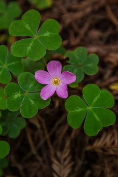 111 Best Redwood Sorrel Images Stock Photos Vectors Adobe Stock 111 Best Redwood Sorrel Images Stock Photos Vectors Adobe Stock