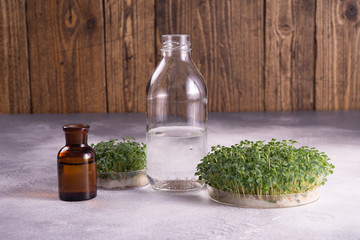 Microgreens in round containers and a glass bottles on bright textured surface against rustic...
