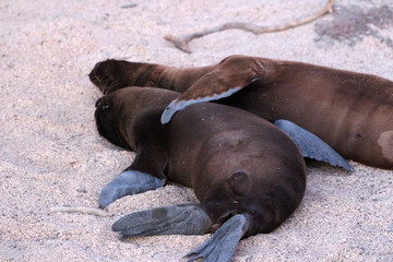 Galapagos Seelöwen Baby sonnen sich am Ufer des Ozeans