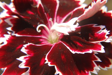 macro of carnation flower.