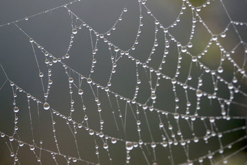 The dew on the web.