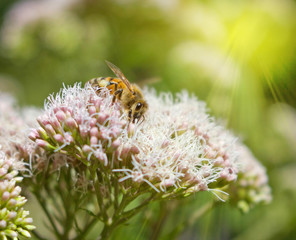 biene natur sommer sonne ökologie