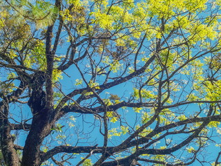 Greeen leaves texture background, view on top tree of many branches and green leaves with blue sky background, nature at Doi Inthanon National Park, Chiang Mai, Thailand.