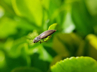 Little bug resting on a leaf