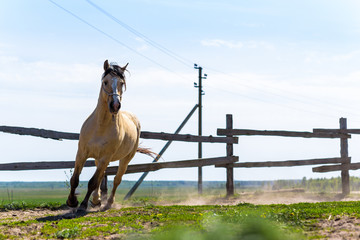 Horse in the paddock on the ranch galloping.