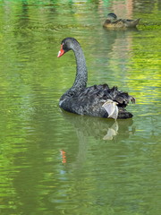 Obraz premium view of black swan floating in green water with blurred background, swan pond attraction in Doi Inthanon, Chiang Mai, northrn of Thailand.