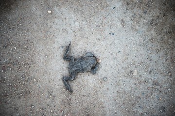 Toad died flat on the road. frog died on cement street. frog run over by a car on an road. car accident on the road.