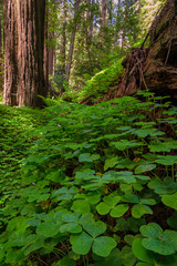 Redwood Forest Landscape in Beautiful Northern California