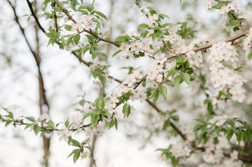Cherry blossom. Soft focus. Close up