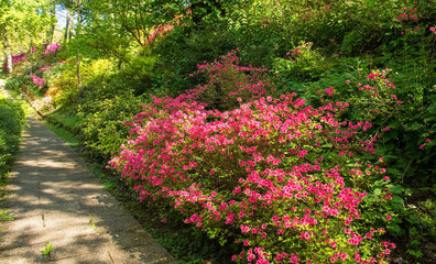 A park in the north eastern Friuli Venezia Giulia region of Italy in spring with lots of azaleas in flower