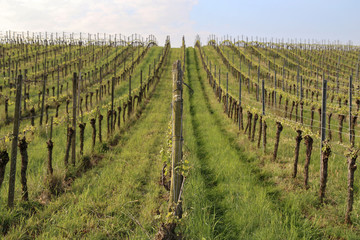 Fototapeta na wymiar Green Grapes Vines in Vineyard during Spring