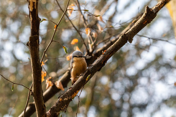 The eurasian nuthatch or wood nuthatch (Sitta europaea)