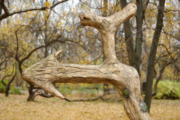 Branch pointer. The arrow shows the direction of movement to the left North Tushinsky Park. Moscow, Russia. October 2018.