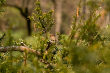 The common blackbird (Thurdus merula)