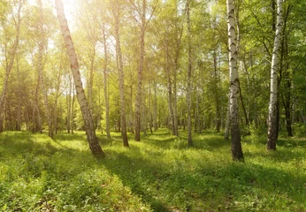 Badkamer foto achterwand Fresh green nature panorama view of birch park with green grass and sunny weather © Mediagfx