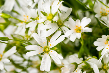 Stellaria holostea - white spring meadow flower close up in the detail