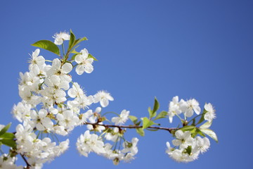 Beautiful cherry tree flowers closeup on clear blue sky background - blank with copyspace