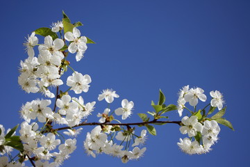 Cherrytree flowers closeup on clear blue sky background - blank with copy space