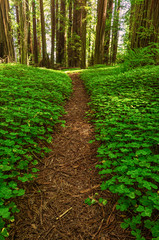 Redwood Forest Landscape in Beautiful Northern California