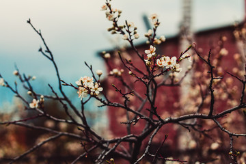 Sakura blossom in spring on a clear day