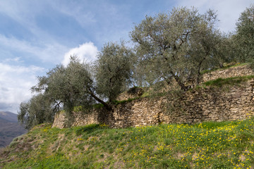 Natural stone walls at an olive grove