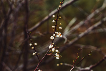 Sakura blossom in spring on a clear day