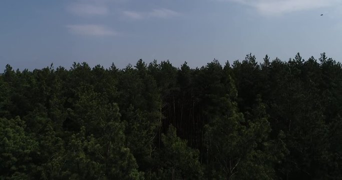 Aerial view of the pines from a bird's flight. Flying over the pine forest