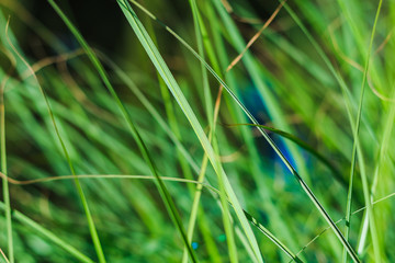 detailed view of tall grass in a spring field