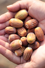 Girl Holding Acorns in Hands