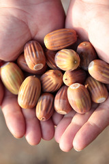 Girl Holding Acorns in Hands
