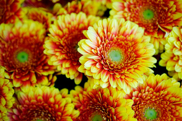 gelbe Gerbera Blüten und Blumen