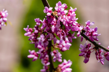Graceful branches of blossom purple flowers Eastern Redbud, or Eastern Redbud Cercis canadensis in spring garden. Inflorescences on nice garden bokeh. Selective focus