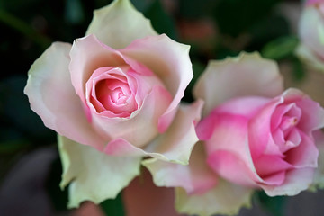 schöne Rosen Blüten 