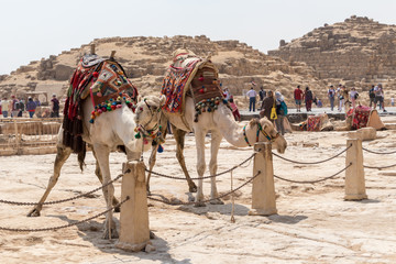 Giza, Egypt - April 19, 2019: Two camels waiting for tourists at Giza