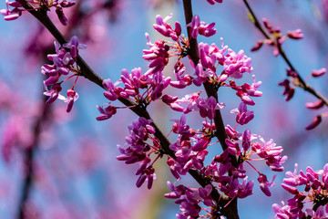 Close-up beginning blossom of purple Eastern Redbud, or Eastern Redbud Cercis canadensis in sunny spring garden. Purple inflorescences against clean blue sky. Selective focus