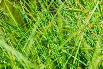 detailed view of tall grass in a spring field