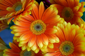 orangene Gerbera Blüten und Blumen