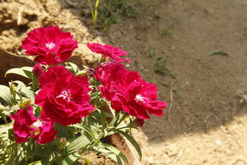 Pink Carnation