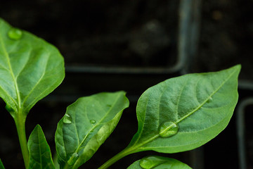 The sweet pepper plant sprouts from the ground . Drops of water on the leaf of the plant. Black background