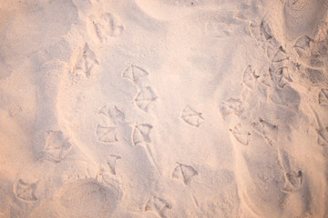traces of birds, gulls on the beach sand - background for holidays, holidays, trips, sea