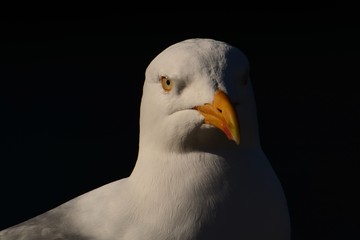 Möwe Portrait Tier Wildlife Nature Tele