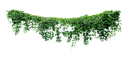 Poster Hanging vines ivy foliage jungle bush, heart shaped green leaves climbing plant nature backdrop isolated on white background with clipping path. © Chansom Pantip