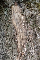 Bark of olive tree